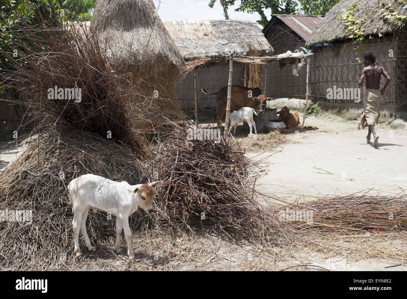 Le Bangladesh. 30 juillet, 2015. Le Bangladesh et l'Inde auront enfin échanger petites îles de terre, mettant fin à l'un des plus difficiles des conflits frontaliers qui a gardé des milliers de personnes dans les limbes pendant près de 70 ans. © Suvra Kanti Das/ZUMA/Alamy Fil Live News Banque D'Images