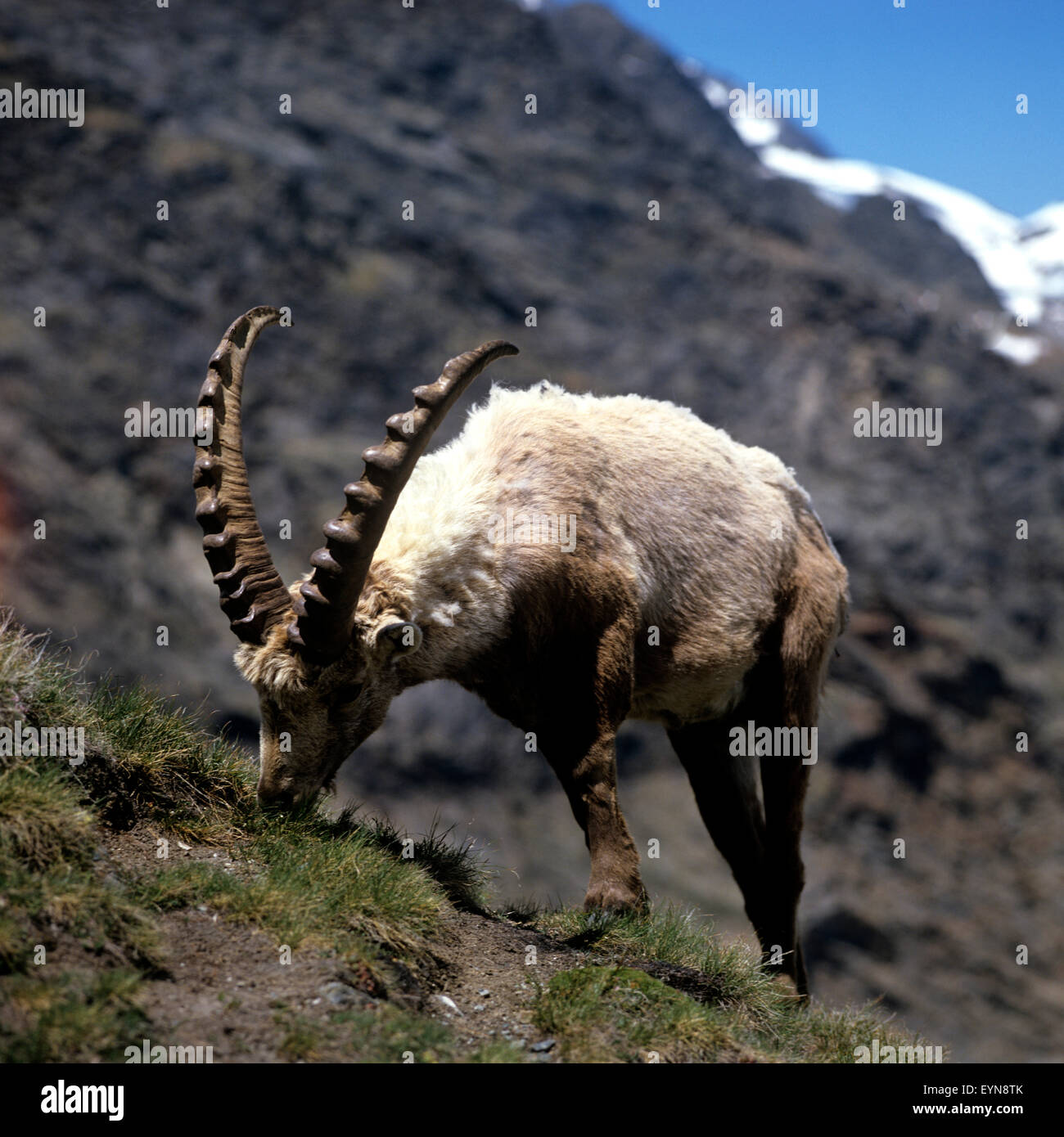 Steinbock ; Capra, bouquetin, Banque D'Images