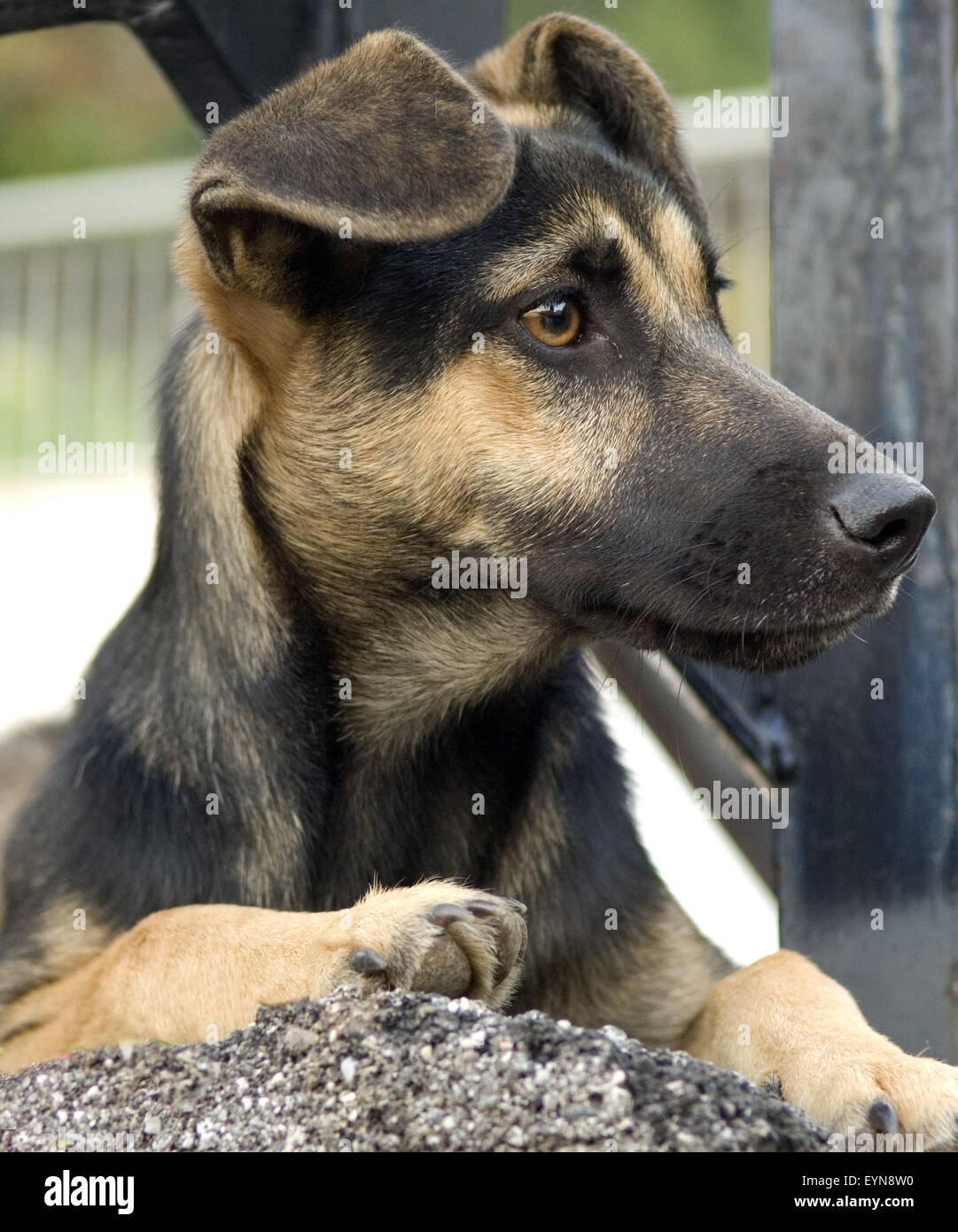 , Bettelnd Strassenhund Banque D'Images