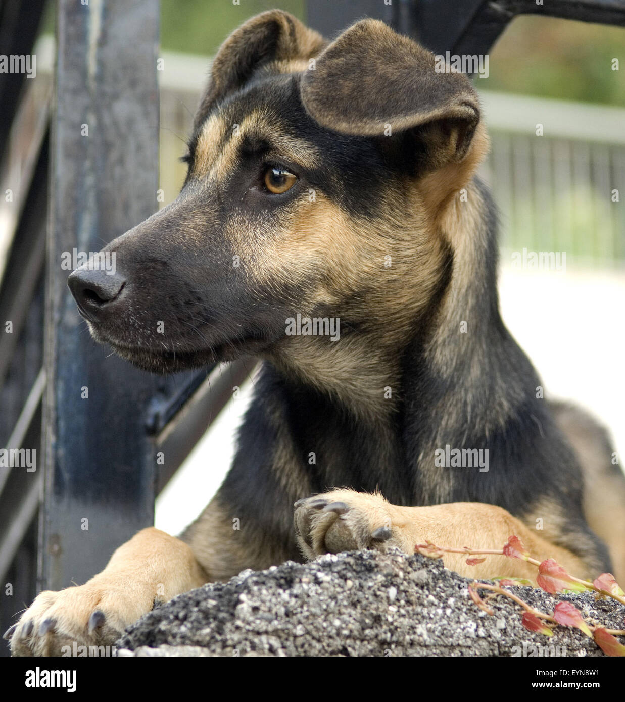 , Bettelnd Strassenhund Banque D'Images