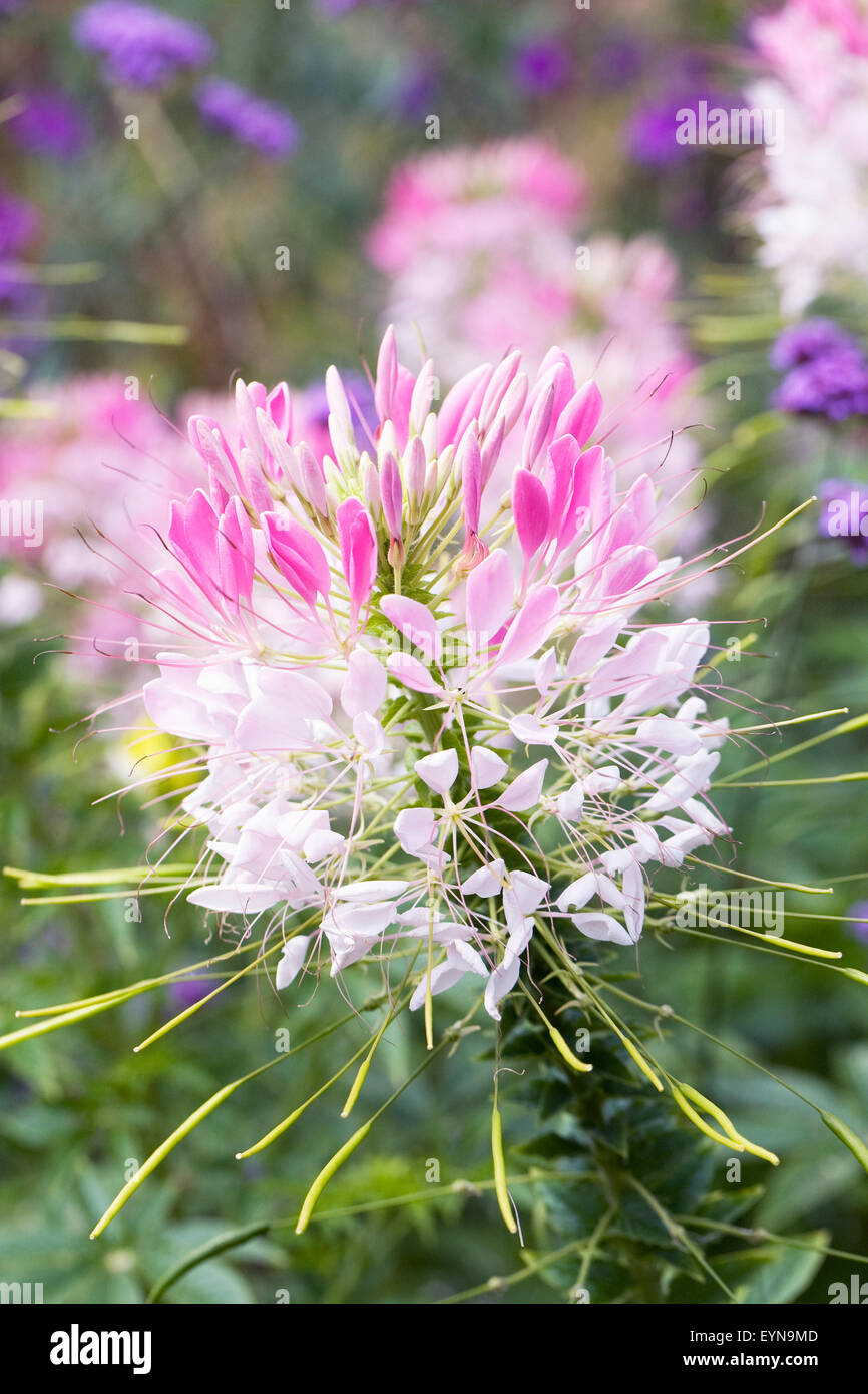 Cleome hassleriana fleurs. Banque D'Images