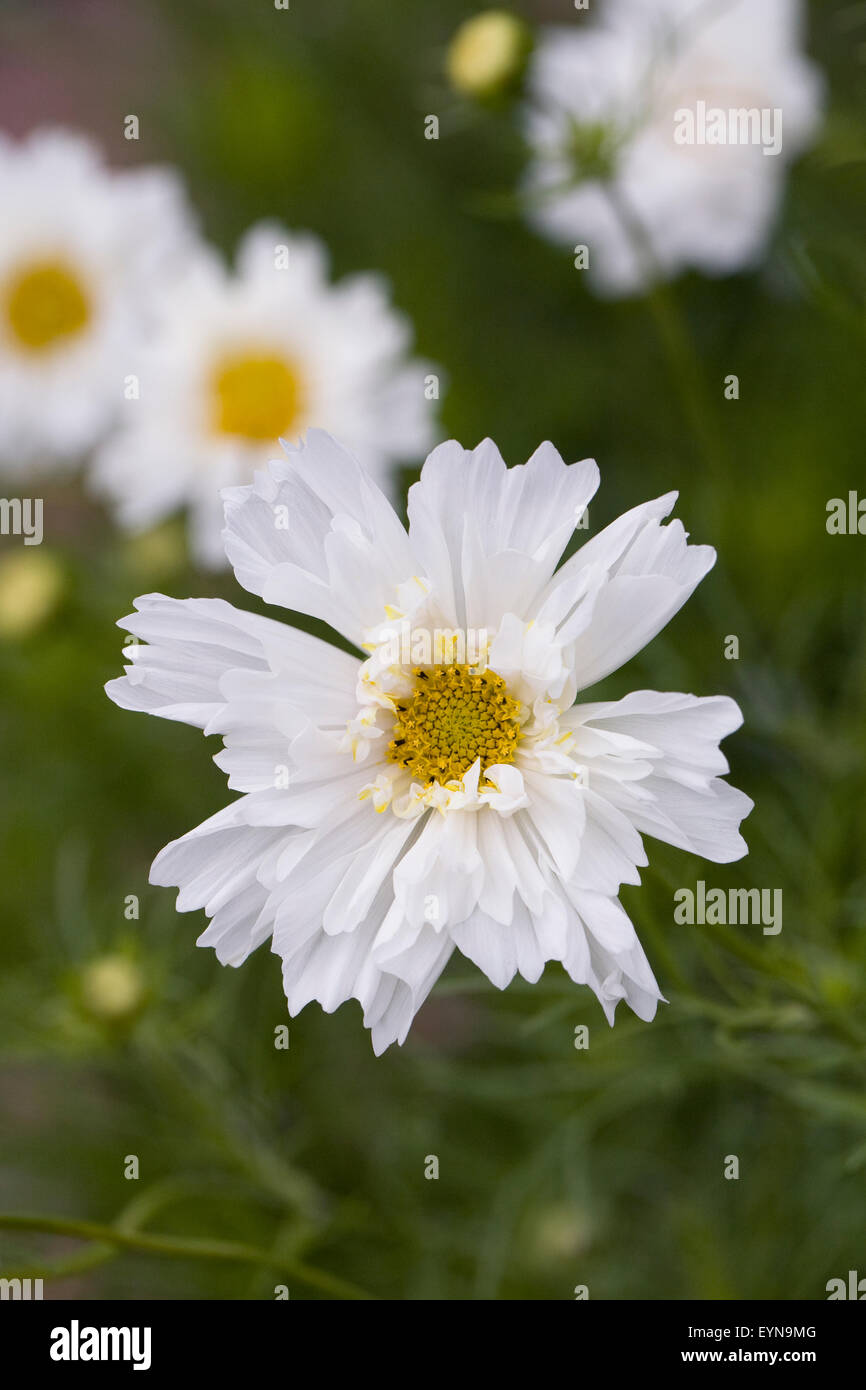 Cosmos bipinnatus 'Snow Puff' fleurs. Banque D'Images