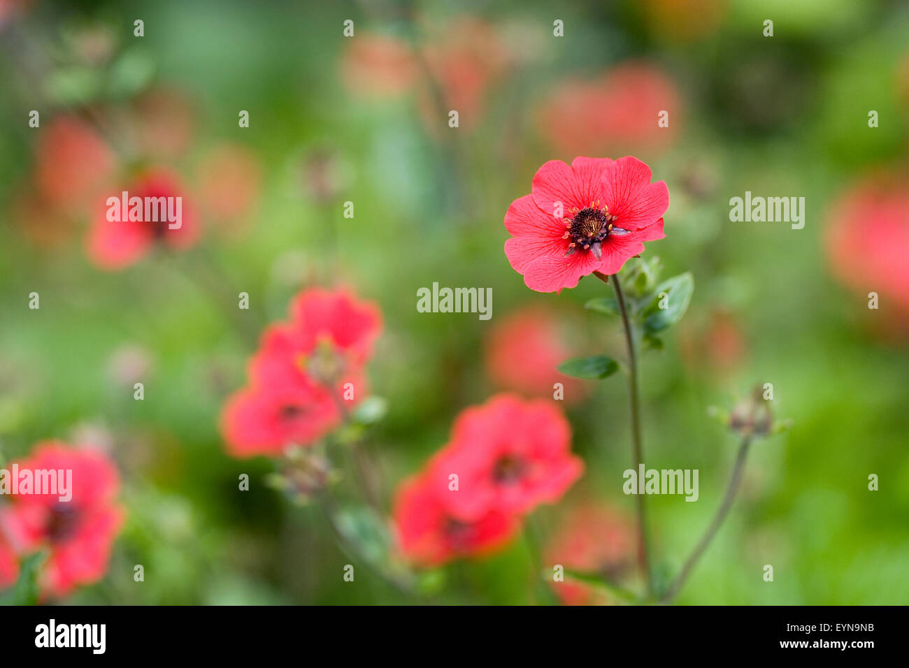 Potentilla 'Gibson's Scarlet' fleurs. Banque D'Images