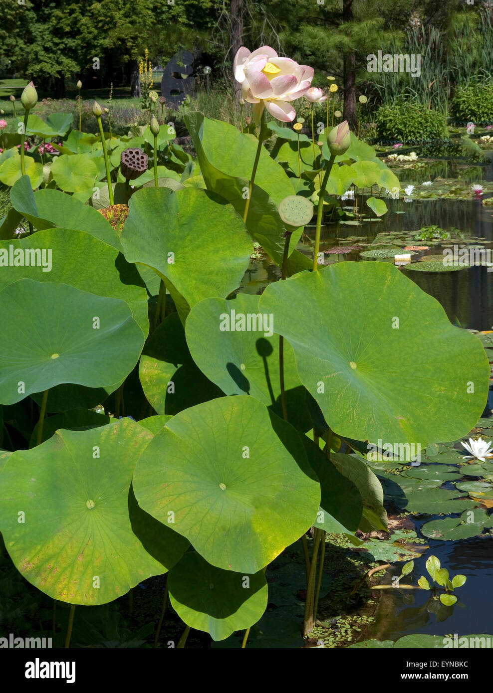 Lotosblume, Lotusblumen, Indische, Lotus nucifera, heilige Blume, essbar, Wasserpflanzen Banque D'Images