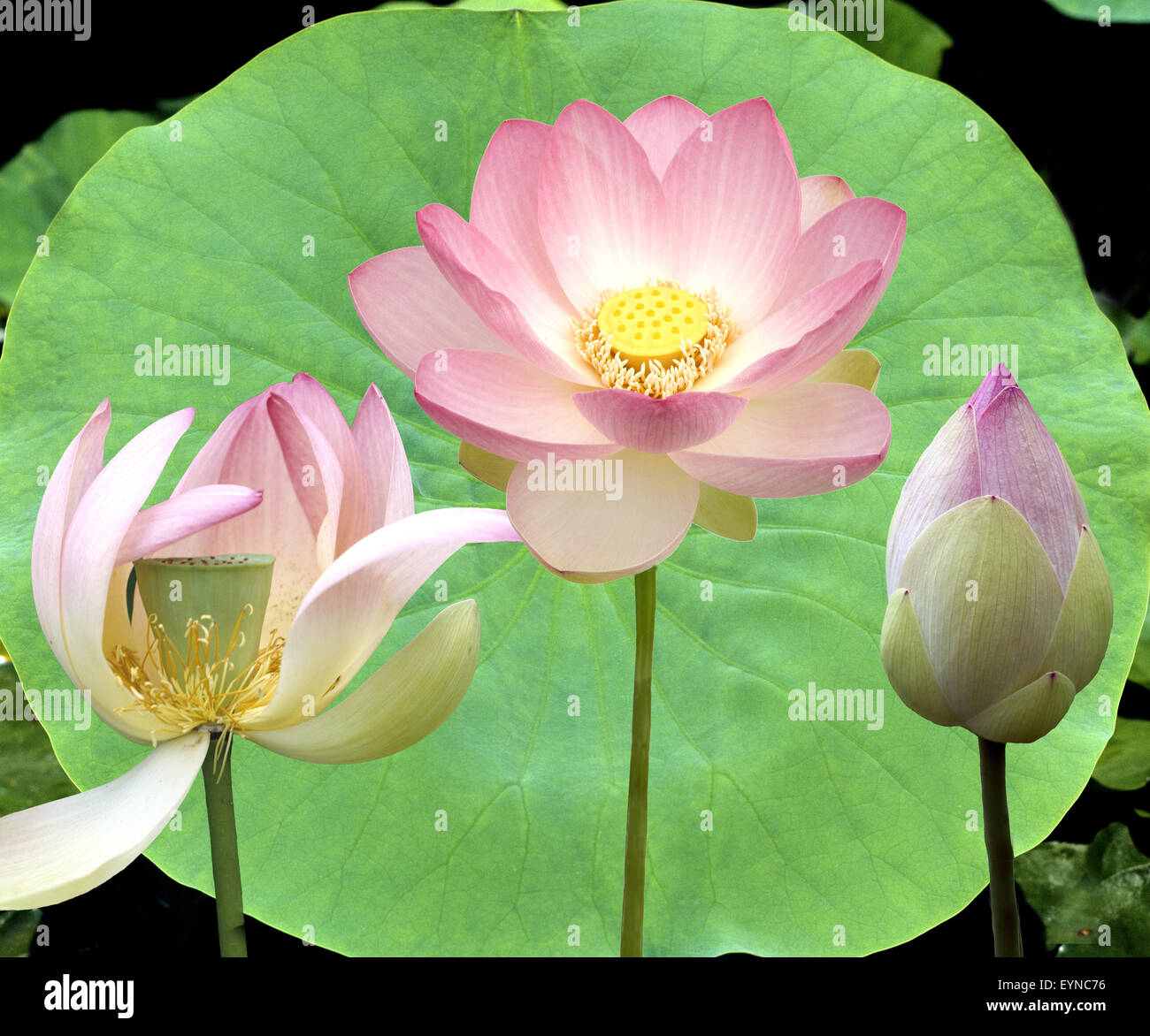 Lotosblume ; Lotusblumen ; Lotus nucifera ; Banque D'Images