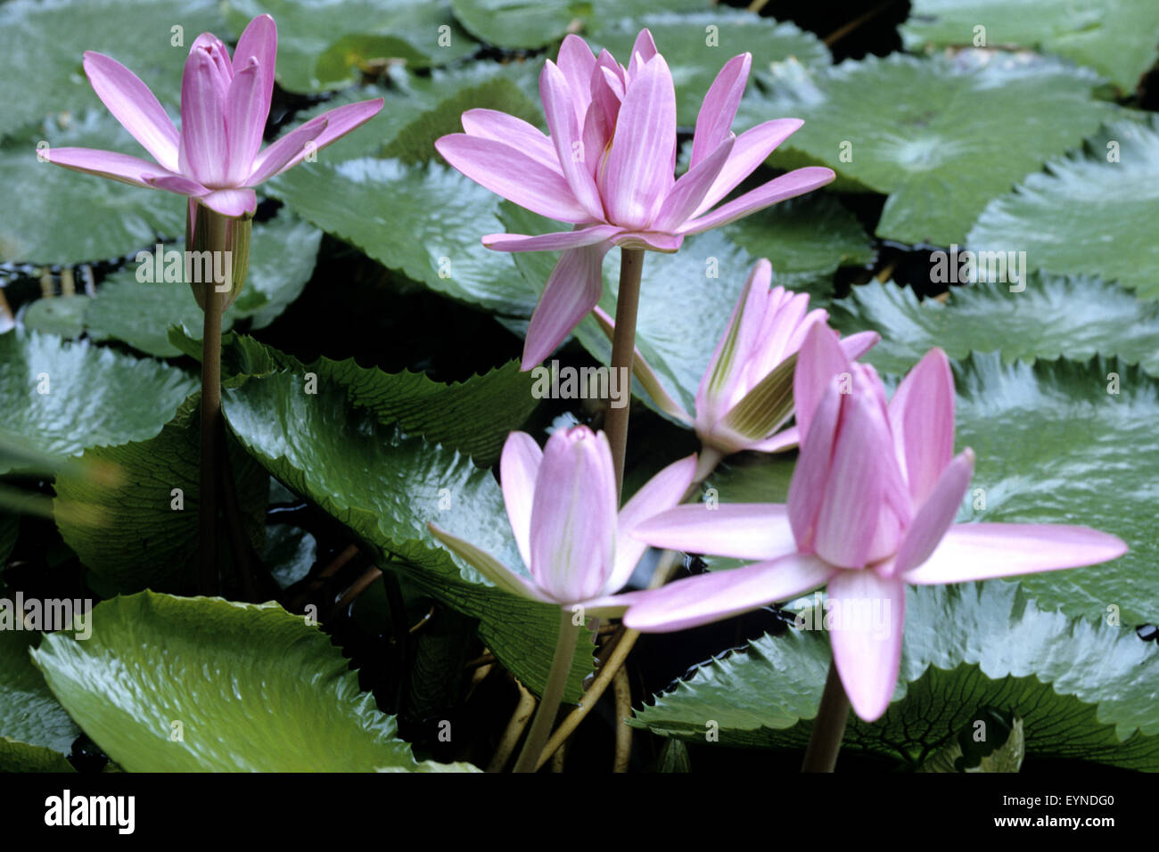 Seerose, Nymphaea stellata, Wasserpflanzen - Banque D'Images