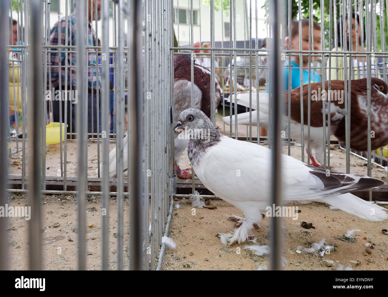 Wysokolotny budapesztanski pigeon dans la cage d'acier sur le marché du spectacle de rue dans la région de Boguchwala, Rzeszow podkarpackie, Pologne,, Banque D'Images