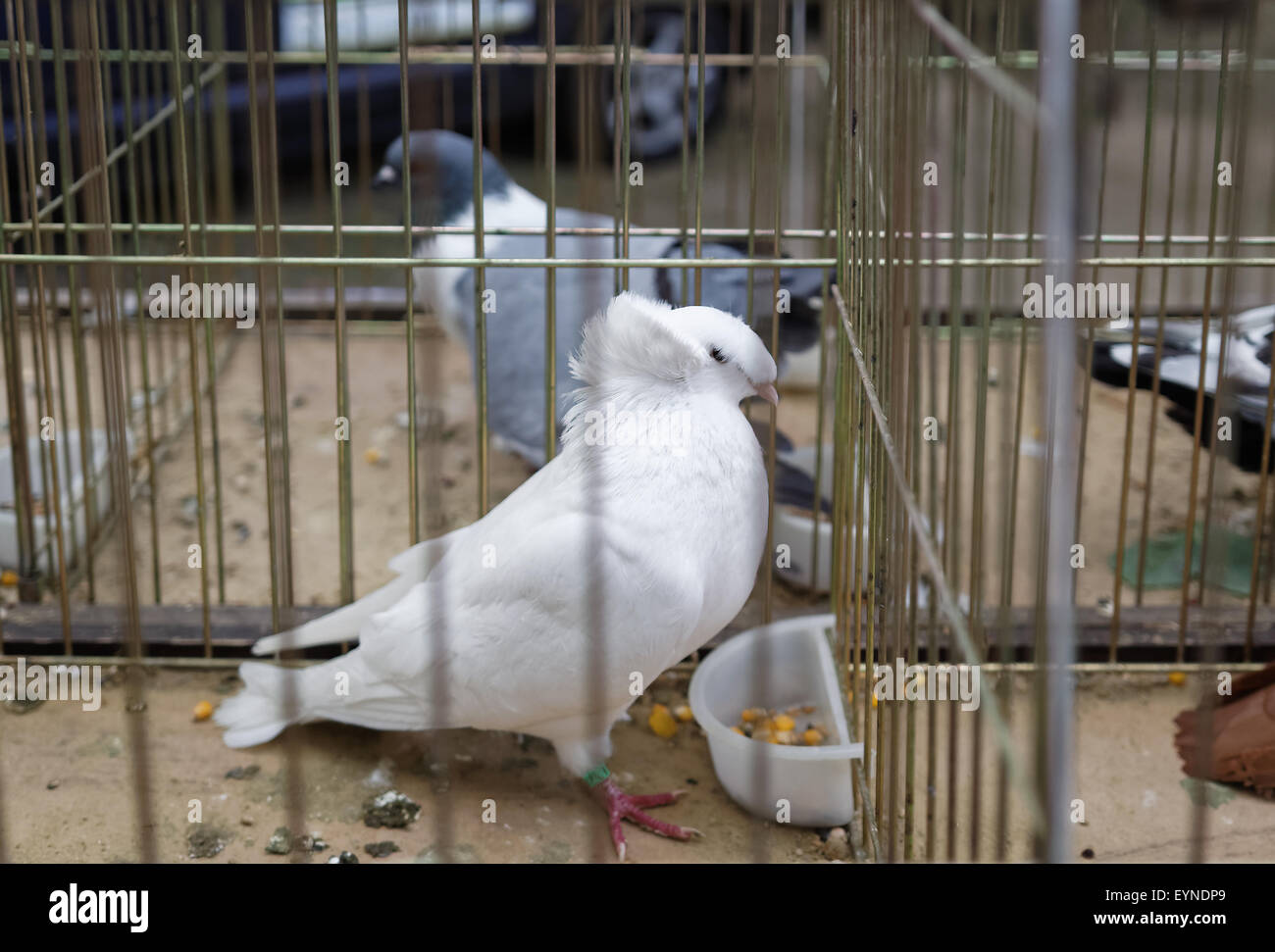 Les pigeons voyageurs blanc,dovesin la cage d'acier sur le marché du spectacle de rue dans la région de Boguchwala, Rzeszow podkarpackie, Pologne,, Banque D'Images