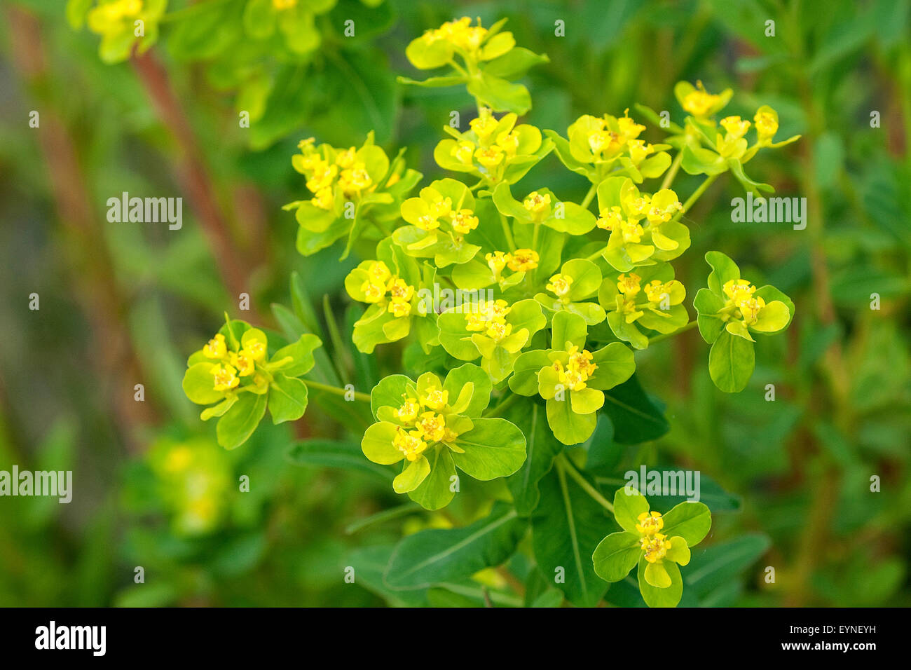 Sumpfwolfsmilch ; Euphorbia palustris, ; Banque D'Images