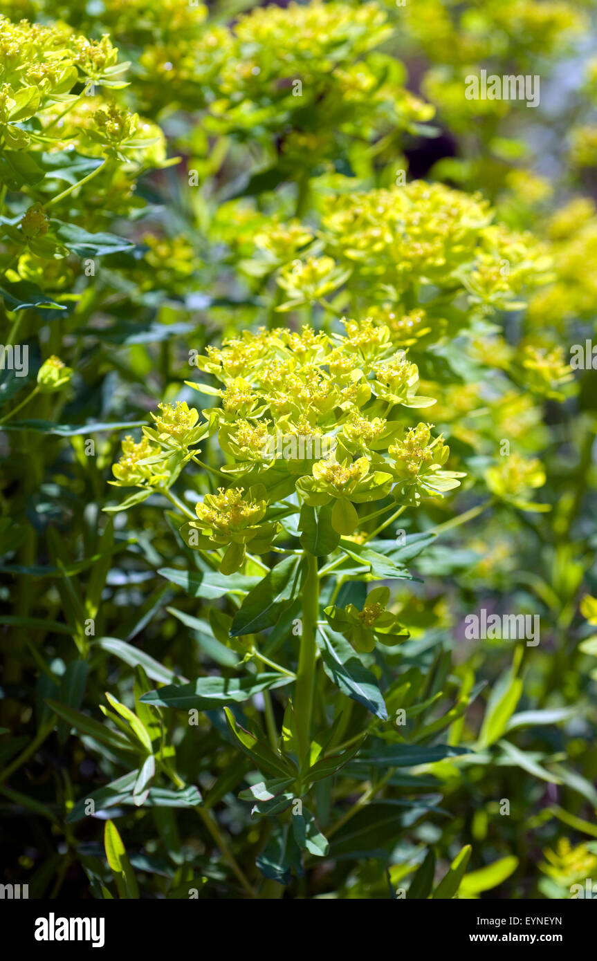 Sumpfwolfsmilch, Euphorbia palustris, Wolfsmilch, Wasserpflanzen Banque D'Images