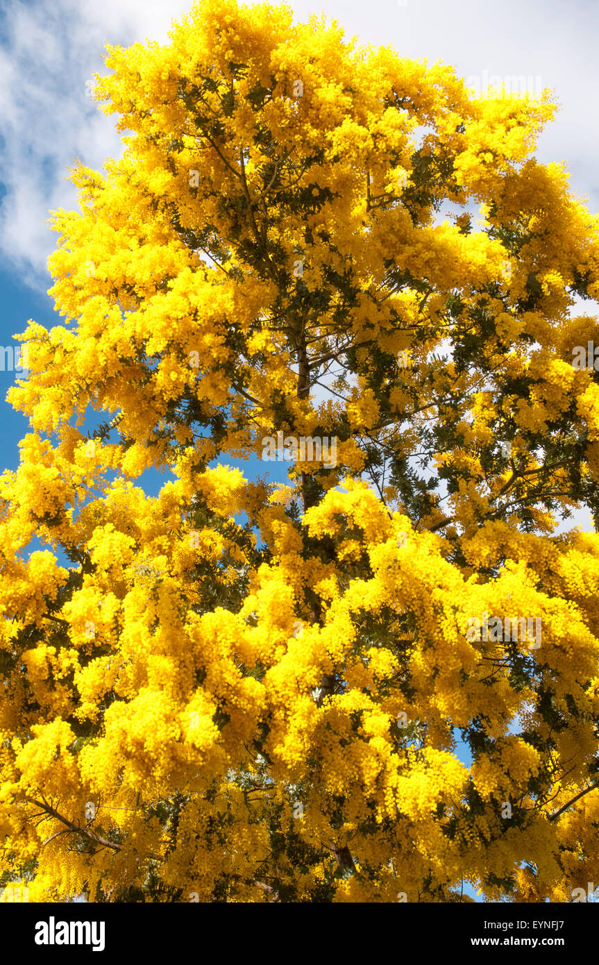 Merimbula Wattle (mimosa) ou d'Acacia baileyana, Melbourne, Australie, son blossom annonçant la fin de l'hiver Banque D'Images