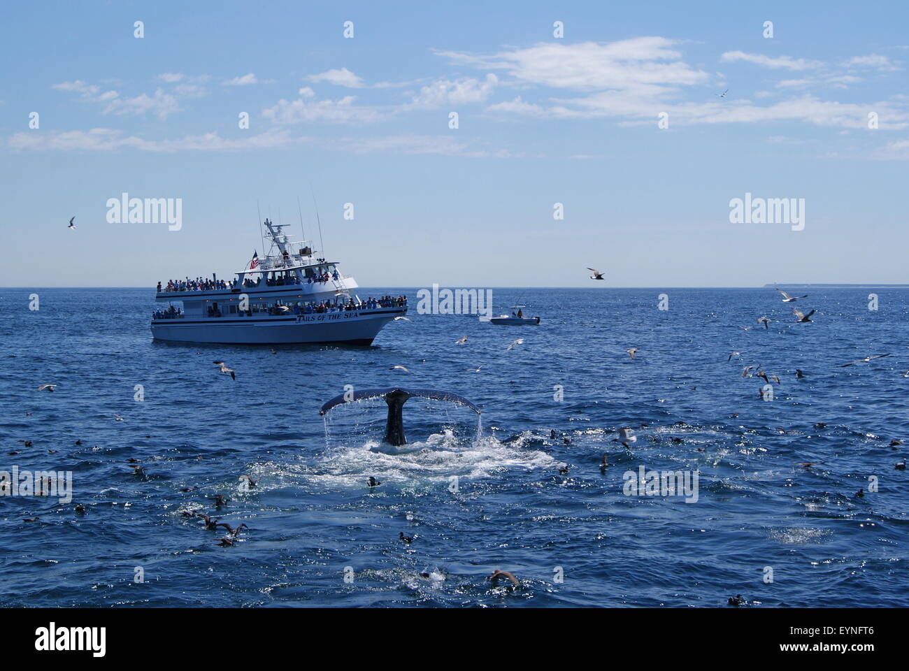 Les touristes sur un bateau de croisière aux baleines voir la queue d'une baleine à bosse fluke car elle commencer à plonger. Banque D'Images