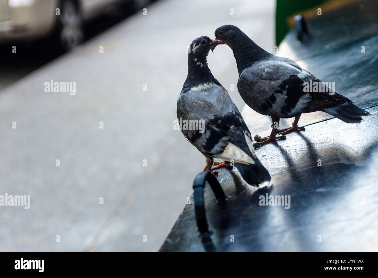 New York, NY 1 août 2015 - jeunes poussins pigeon perché sur une poubelle Banque D'Images