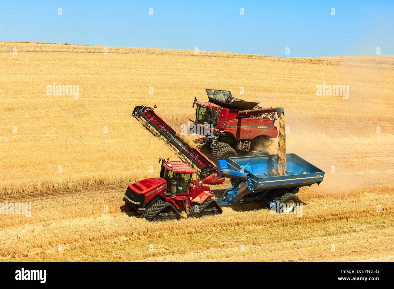 Cas combiner déleste du grain dans le chariot pendant la récolte de céréales dans la région de Washington Palouse Banque D'Images