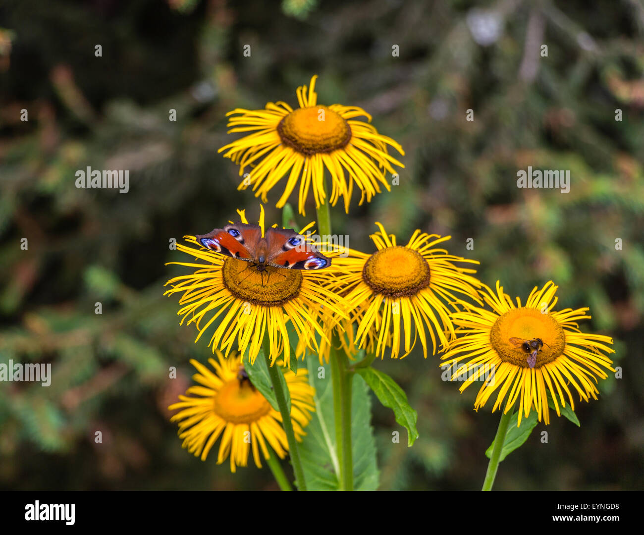 Les fleurs, les abeilles et les papillons Banque D'Images