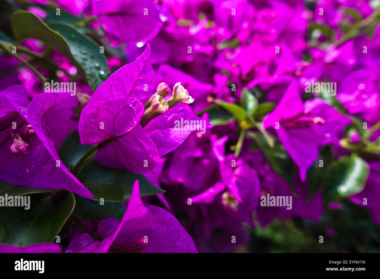 Purple fleurs méditerranéennes sur un soleil matinal à Sithonia Banque D'Images