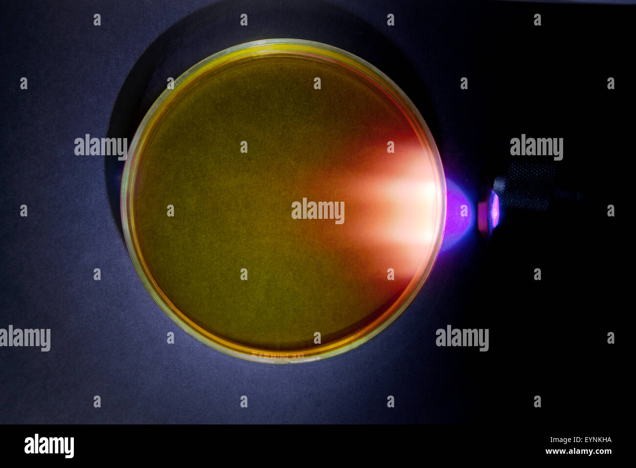 UL émet une lumière dans une boîte de Pétri avec de l'huile d'olive, de la création de la fluorescence rouge Banque D'Images