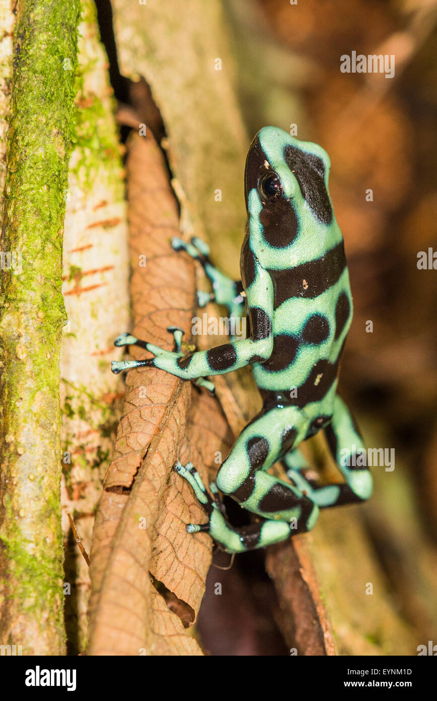 Un livre vert et noir Poison Dart frog au Costa Rica Banque D'Images