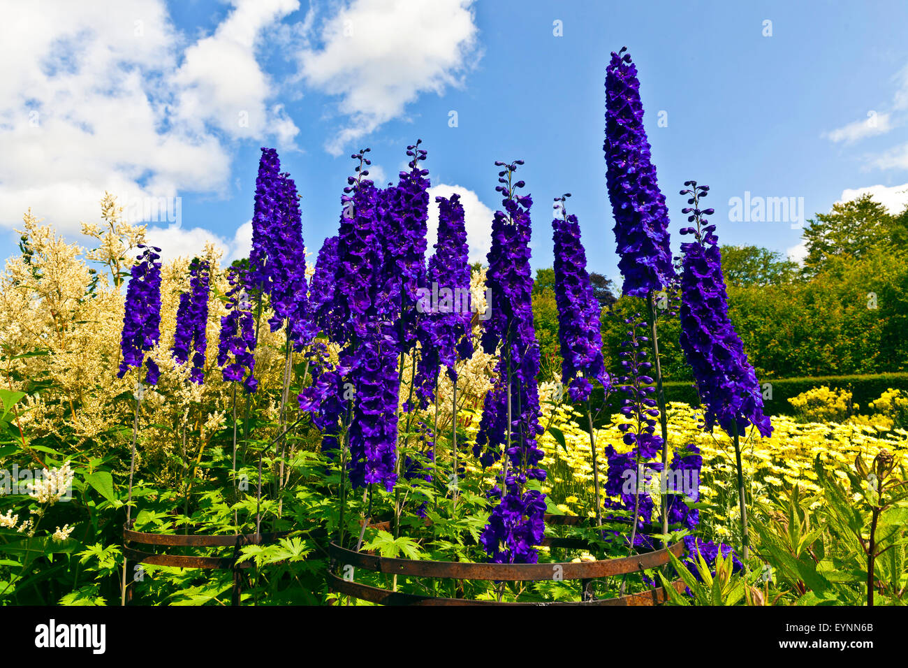Frontière herbacées dans un jardin anglais avec grands delphiniums bleu, rose et jaune fleurs astilbe daisy. Banque D'Images