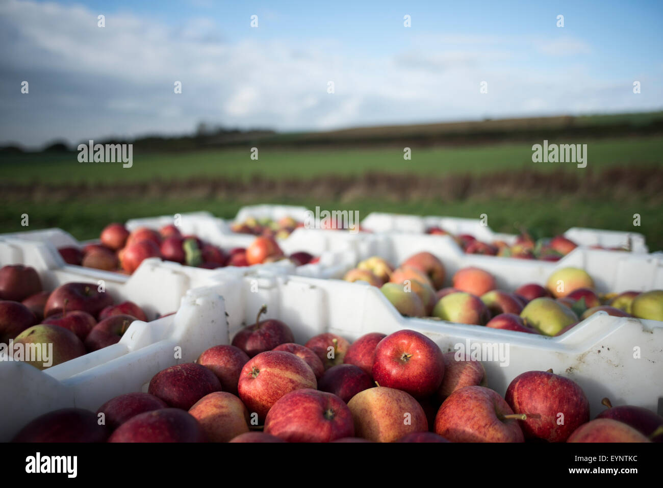 Caisse de pommes empilées les unes sur les autres - British récoltés au cours de l'automne - avec les champs et le ciel en arrière-plan Banque D'Images