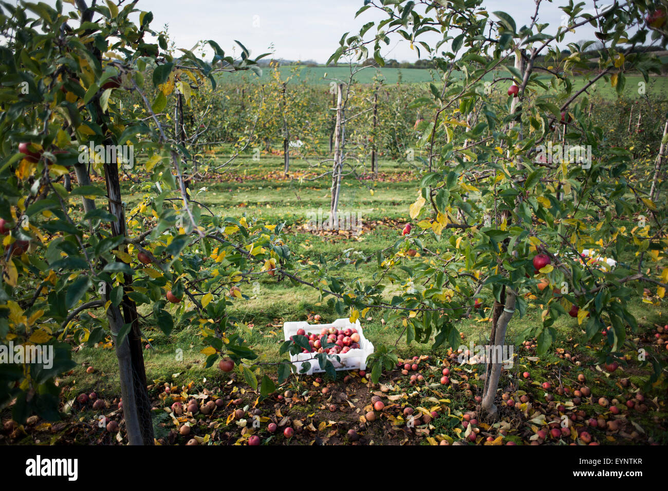 Une caisse pleine de pommes sur le sol au milieu d'un verger - glanées au cours de l'automne britannique Banque D'Images