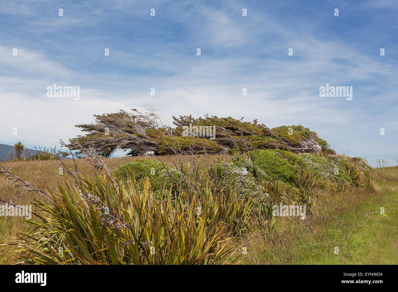 Les arbres tordus par emblématique de la Nouvelle-Zélande. Southland, île du Sud, Nouvelle-Zélande. Banque D'Images