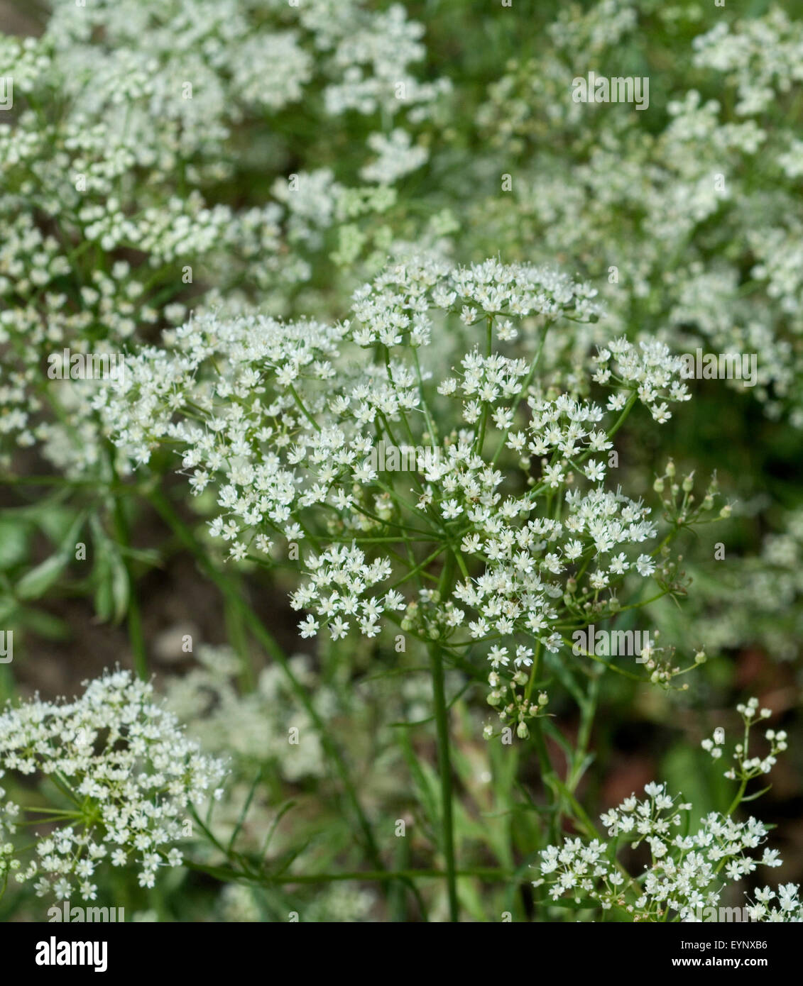 Pimpinella anisum Anis,,, - DEU, Deutschland, Banque D'Images