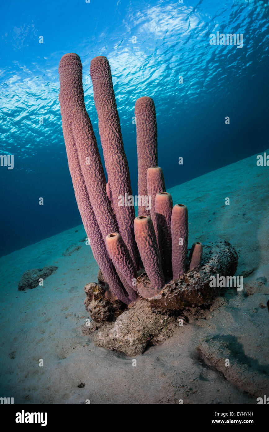 Les éponges Tube (Kallypilidion sp.) sur le Récif de Bari, Bonaire, Antilles néerlandaises Banque D'Images