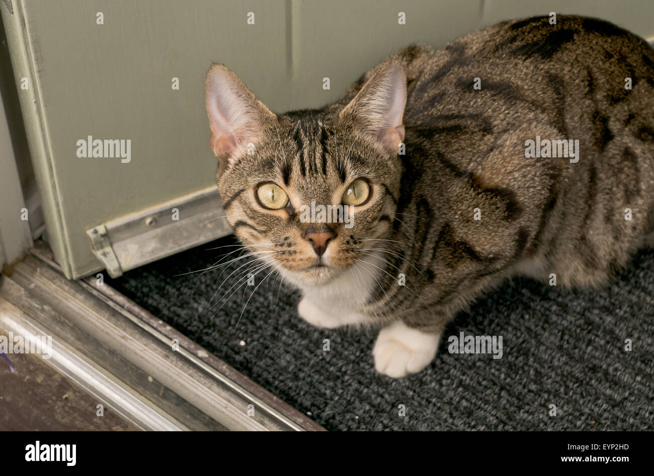 Un Chat De Race Croisee Photo Stock Alamy
