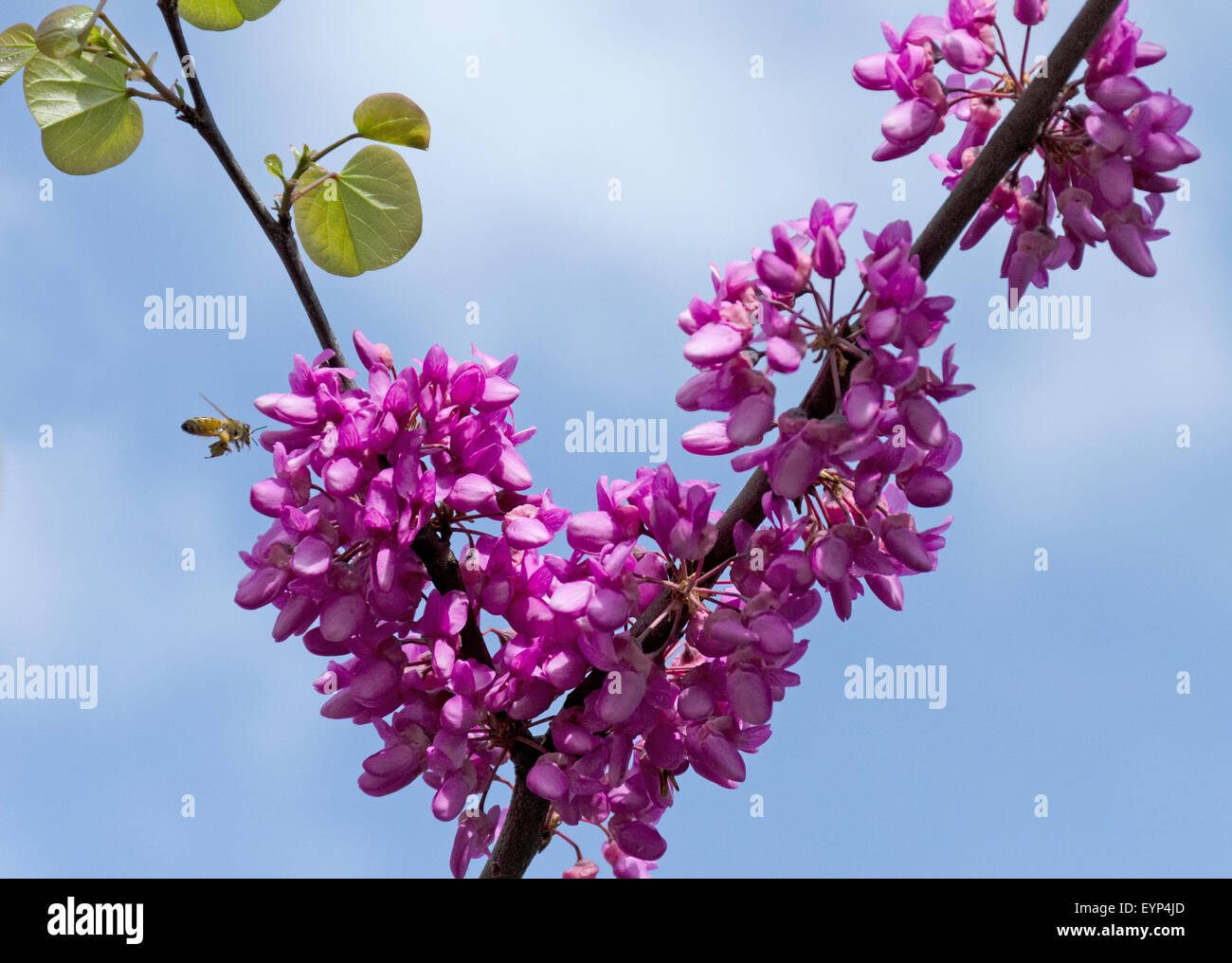Fleurs de Cercis siliquastrum L.) ou arbre de Judée. Banque D'Images
