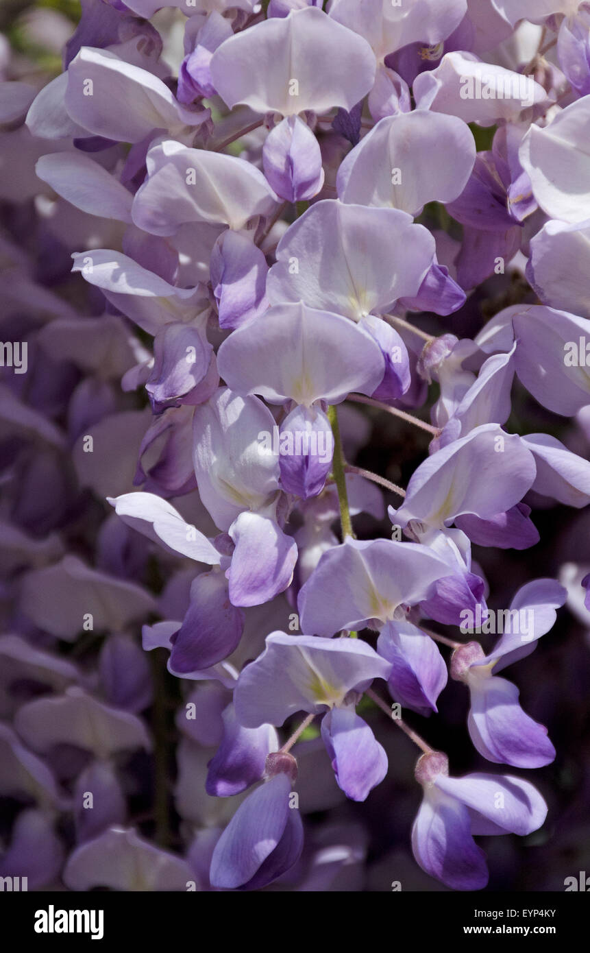 Fleurs de Wisteria sinensis. Banque D'Images