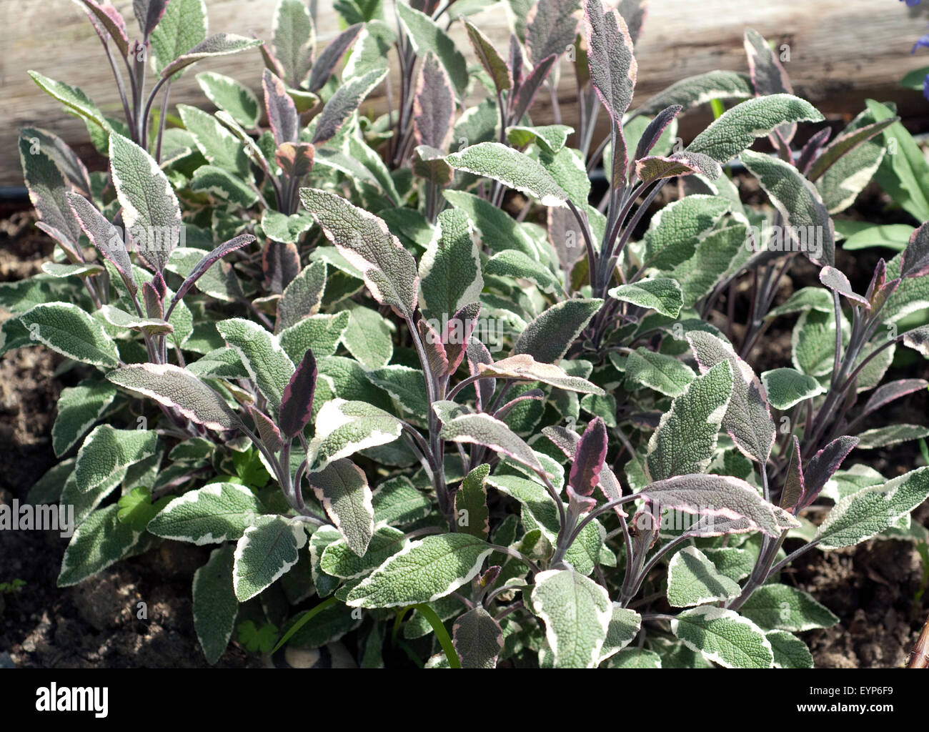 Salvia officinalis tricolor Banque de photographies et d’images à haute