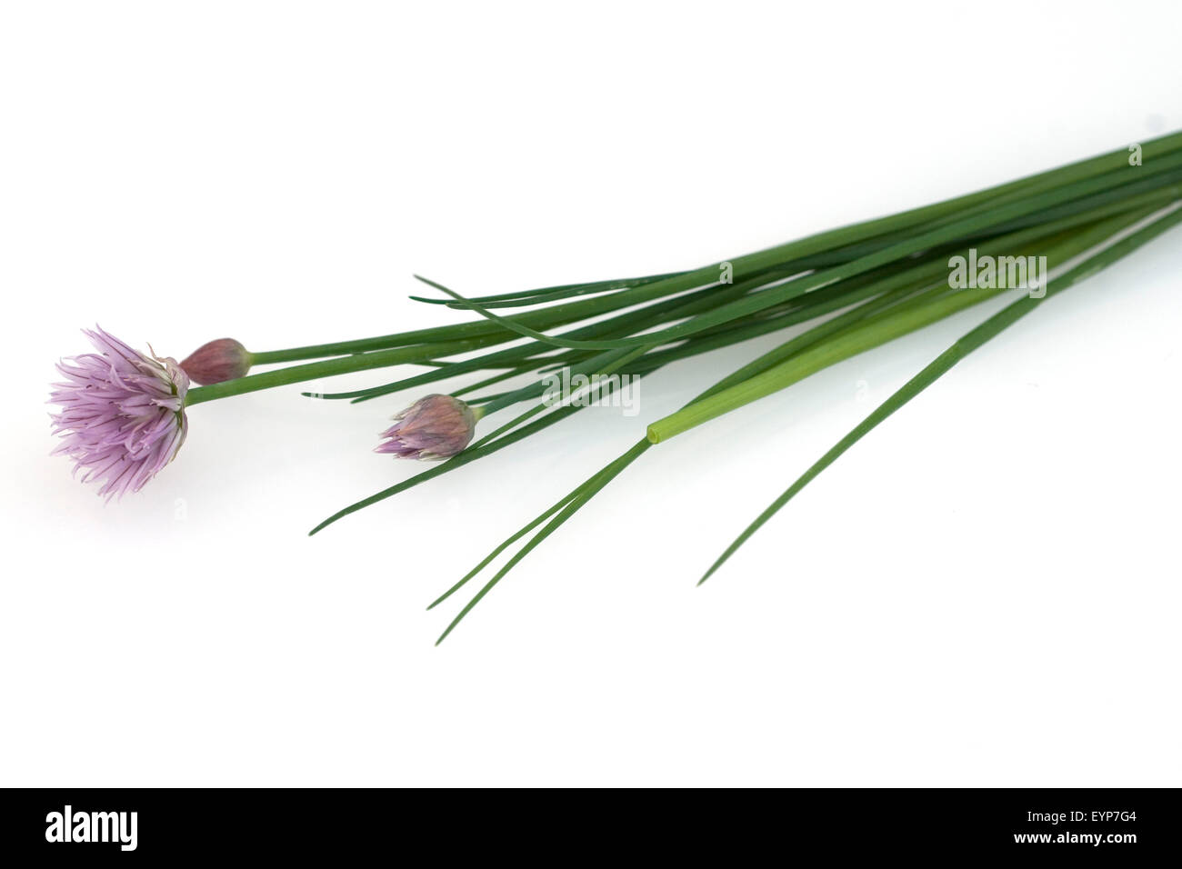 Schnittlauchblueten, Allium schoenoprasum,, - Banque D'Images