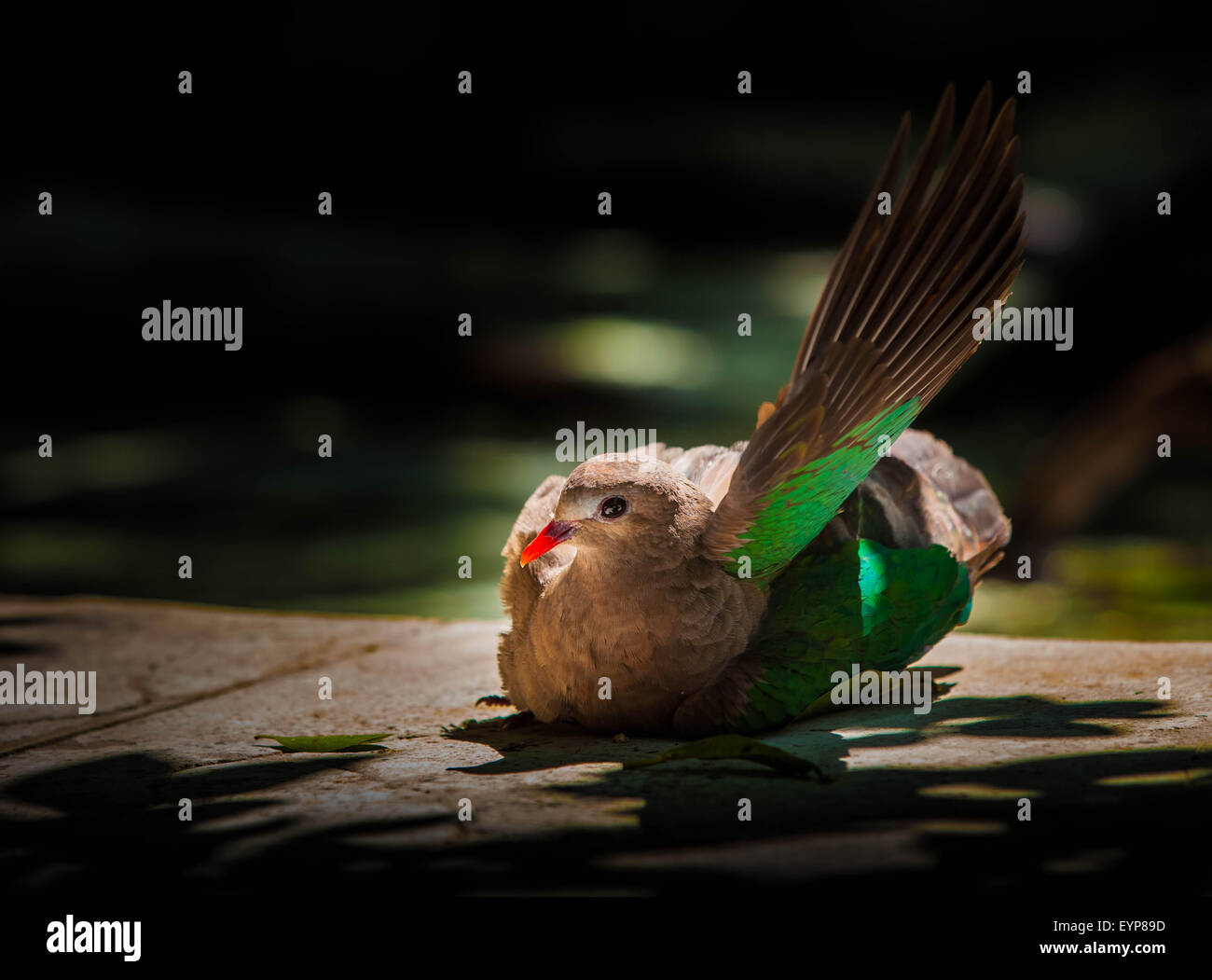 Pigeon Sauvage, bill, rouge Banque D'Images