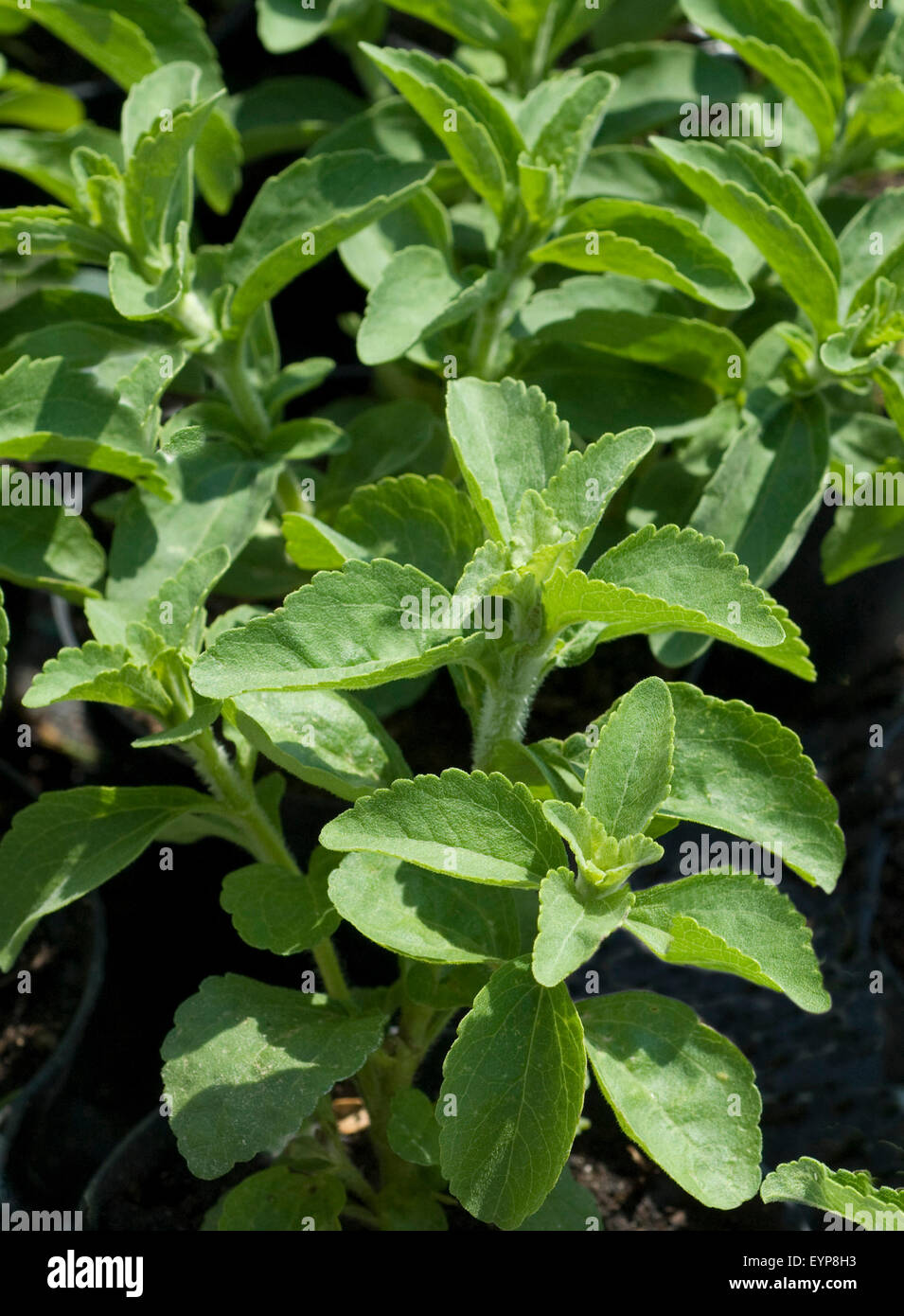 Stevia, Stevia rebaudiana, Suesskraut Suessblatt Honigkraut,,, Heilpflanzen, Banque D'Images