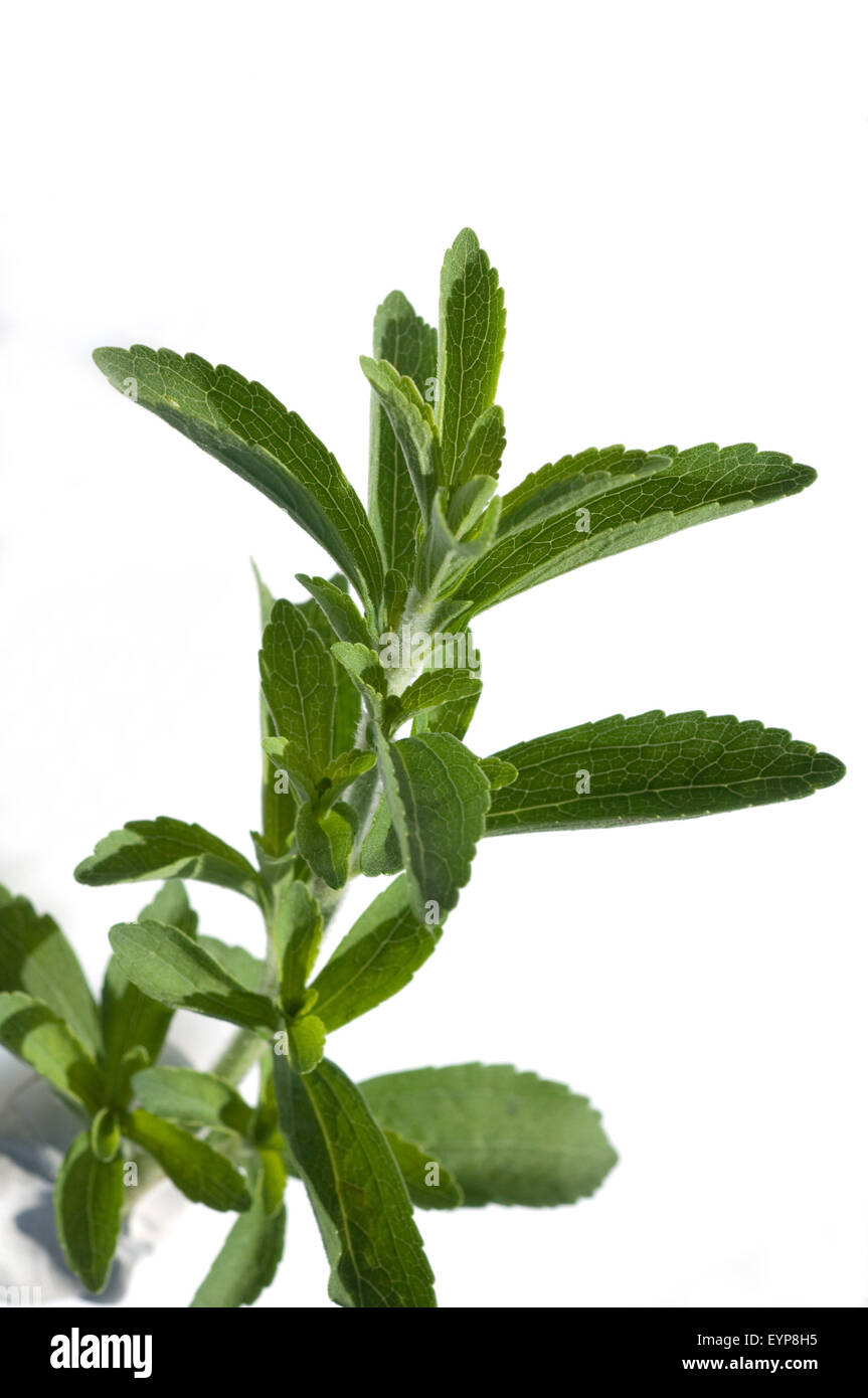 Stevia, Stevia rebaudiana, Suesskraut Suessblatt Honigkraut,,, Heilpflanzen, Banque D'Images