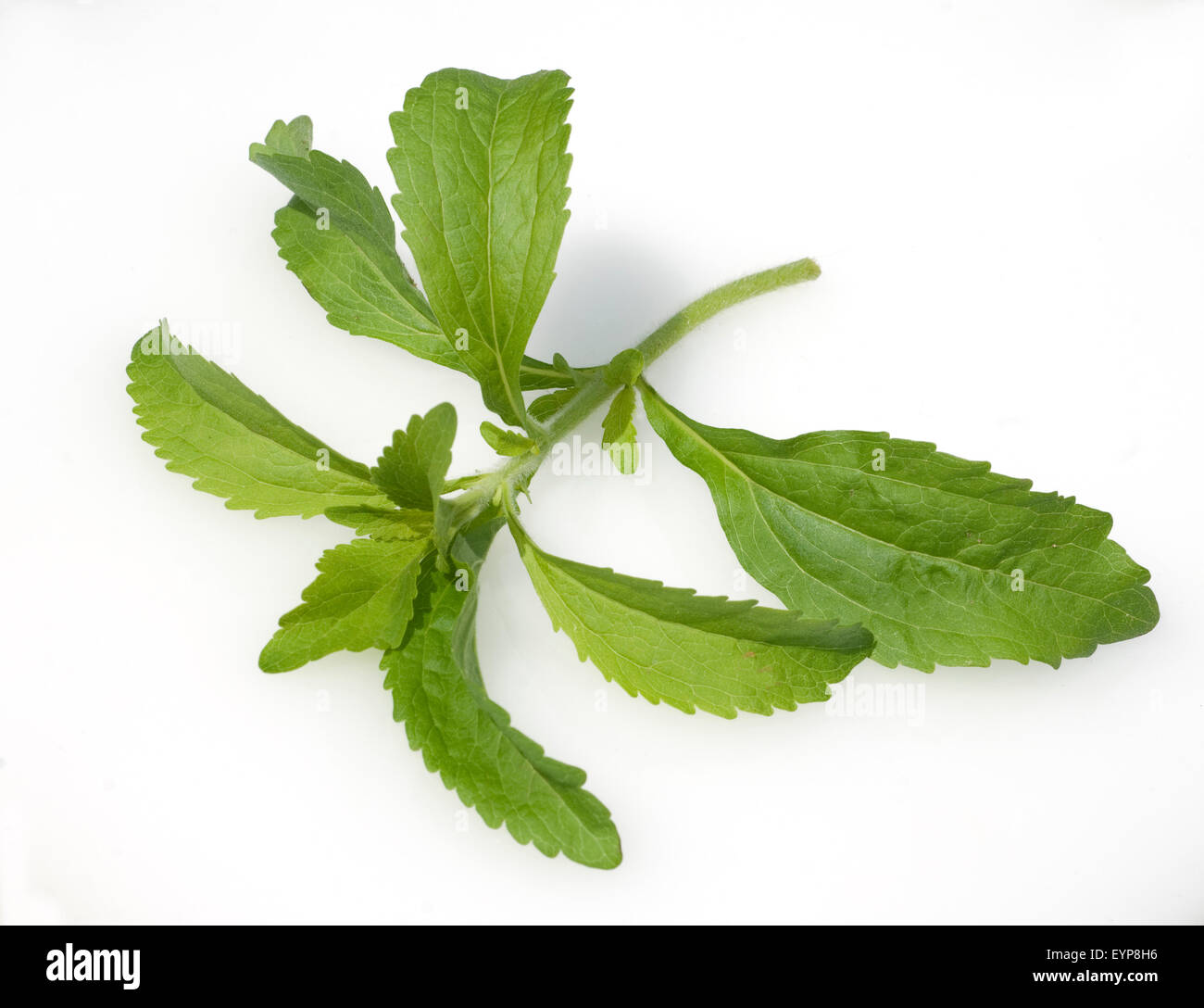 Stevia, Stevia rebaudiana, Suesskraut Suessblatt Honigkraut,,, Heilpflanzen, Banque D'Images