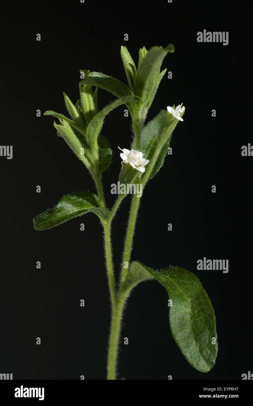 Stevia, Stevia rebaudiana, Suesskraut Suessblatt Honigkraut,,, Heilpflanzen, Banque D'Images
