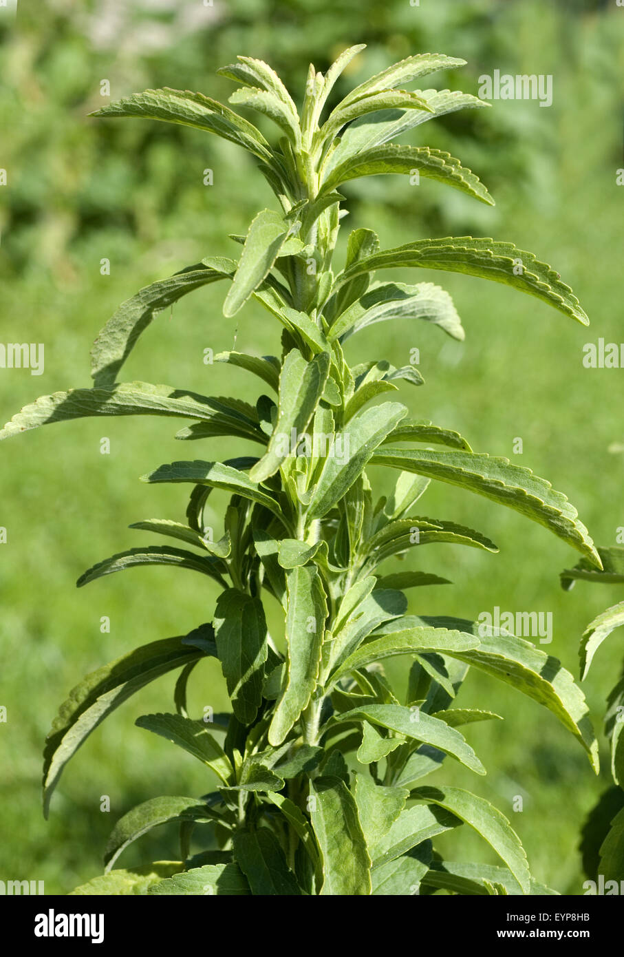 Le Stevia, Stevia rebaudiana, Suesskraut ; Heilpflanzen, - DEU, Deutschland, - Banque D'Images