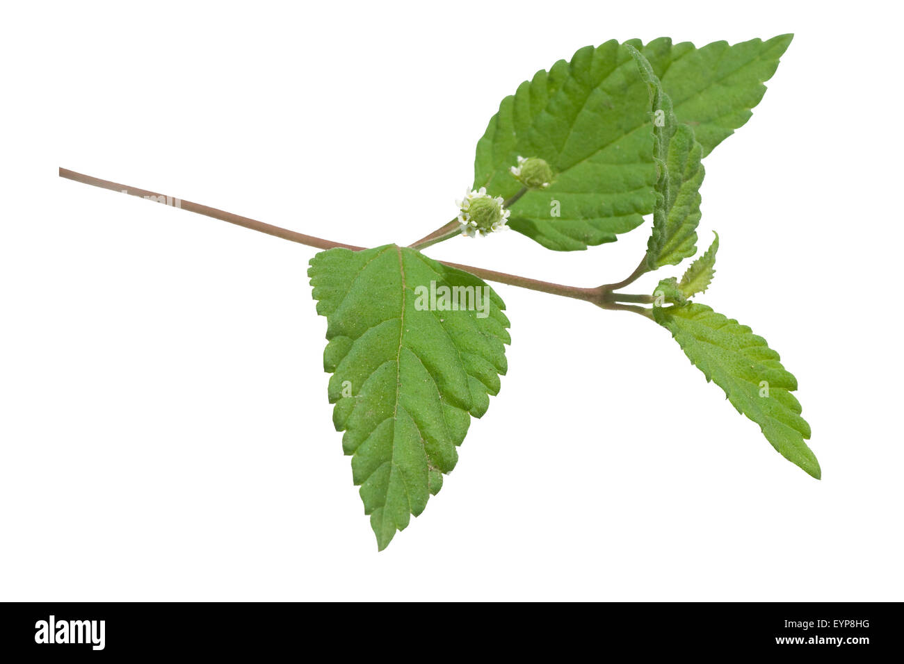 Le Stevia, Stevia rebaudiana ; Suesskraut ; Banque D'Images