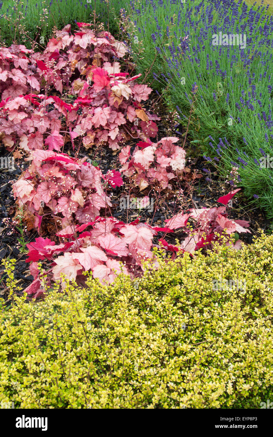 La lavande en fleur avec Heuchera et clippé hedge, Lonicera nitida 'baggesen's gold' Banque D'Images