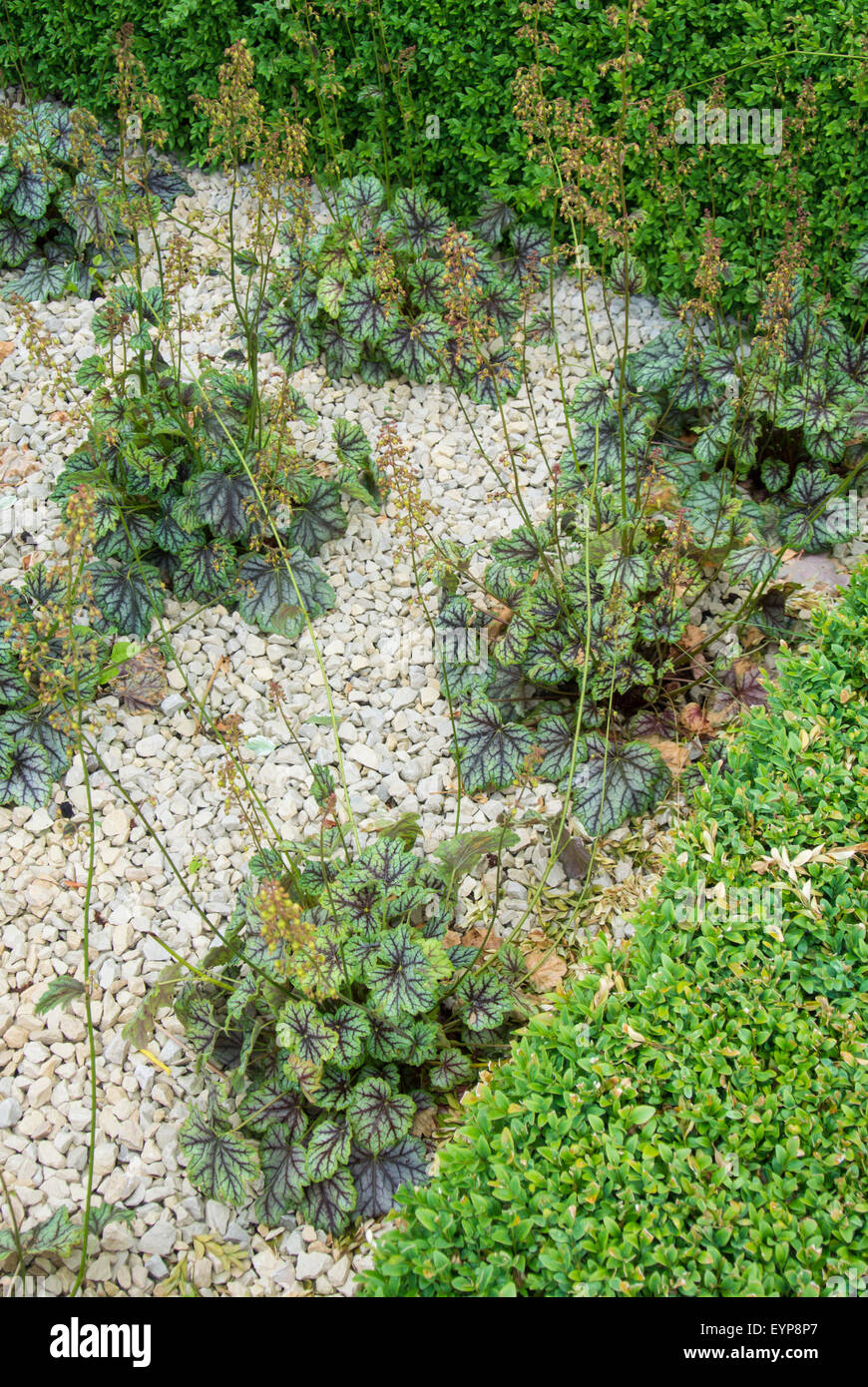 - Buxus buis taillés avec couverture lit de galets plantés d'Heuchera, 'Green' Banque D'Images