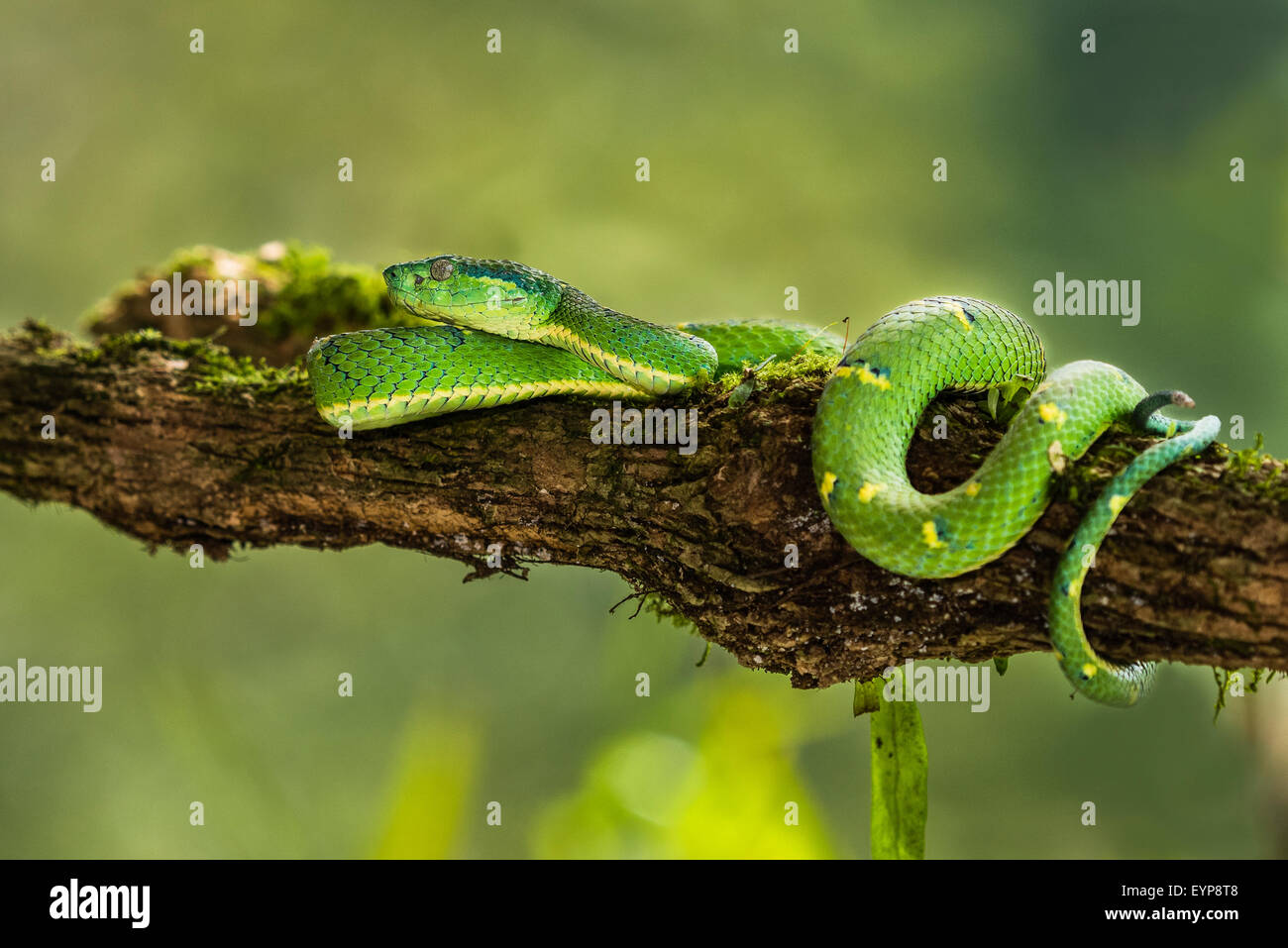 Un bar d'Viper Palm dans un arbre Banque D'Images