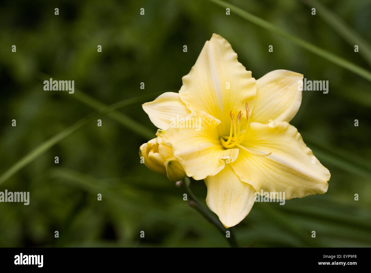 Hémérocalles dans un jardin anglais. Hémérocalle jaune fleur. Banque D'Images