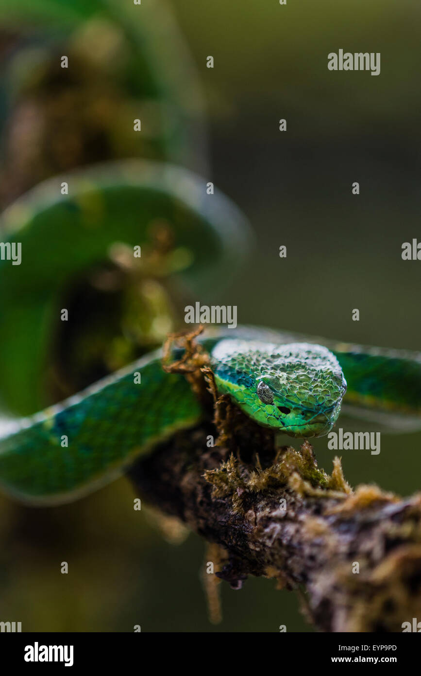 Un bar d'Viper Palm dans un arbre Banque D'Images