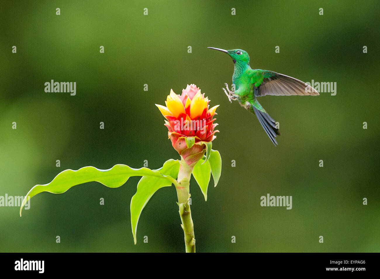 Un Green-Crowned Hummingbird brillant atterrissage sur une fleur de Costus Banque D'Images