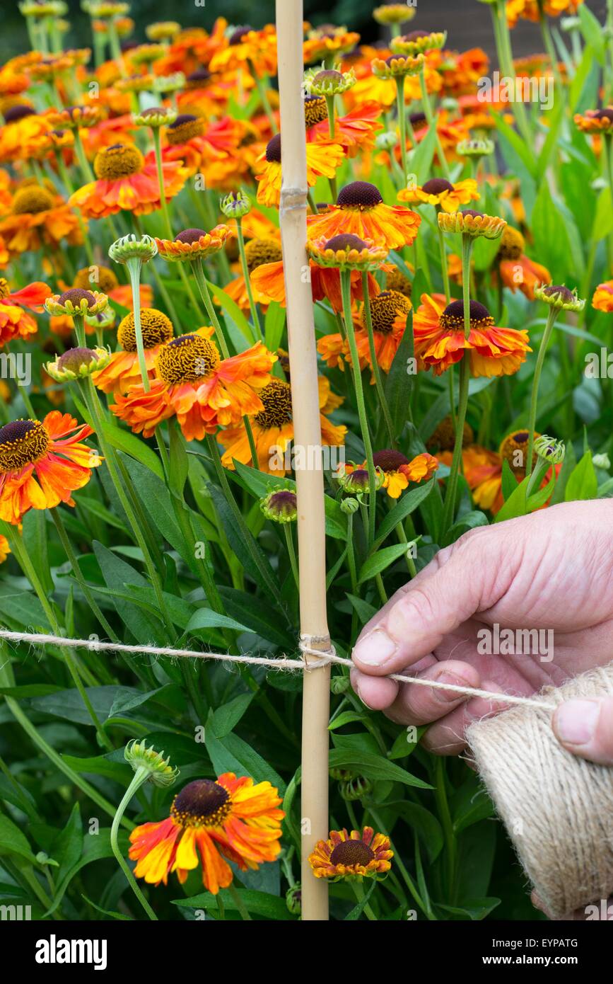 À l'aide du jardinier et les cannes à soutenir Helenium 'Sahin's Early Flowerer' Banque D'Images