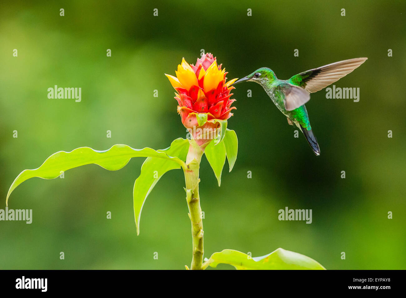Un Green-Crowned alimentation Hummingbird brillant Banque D'Images