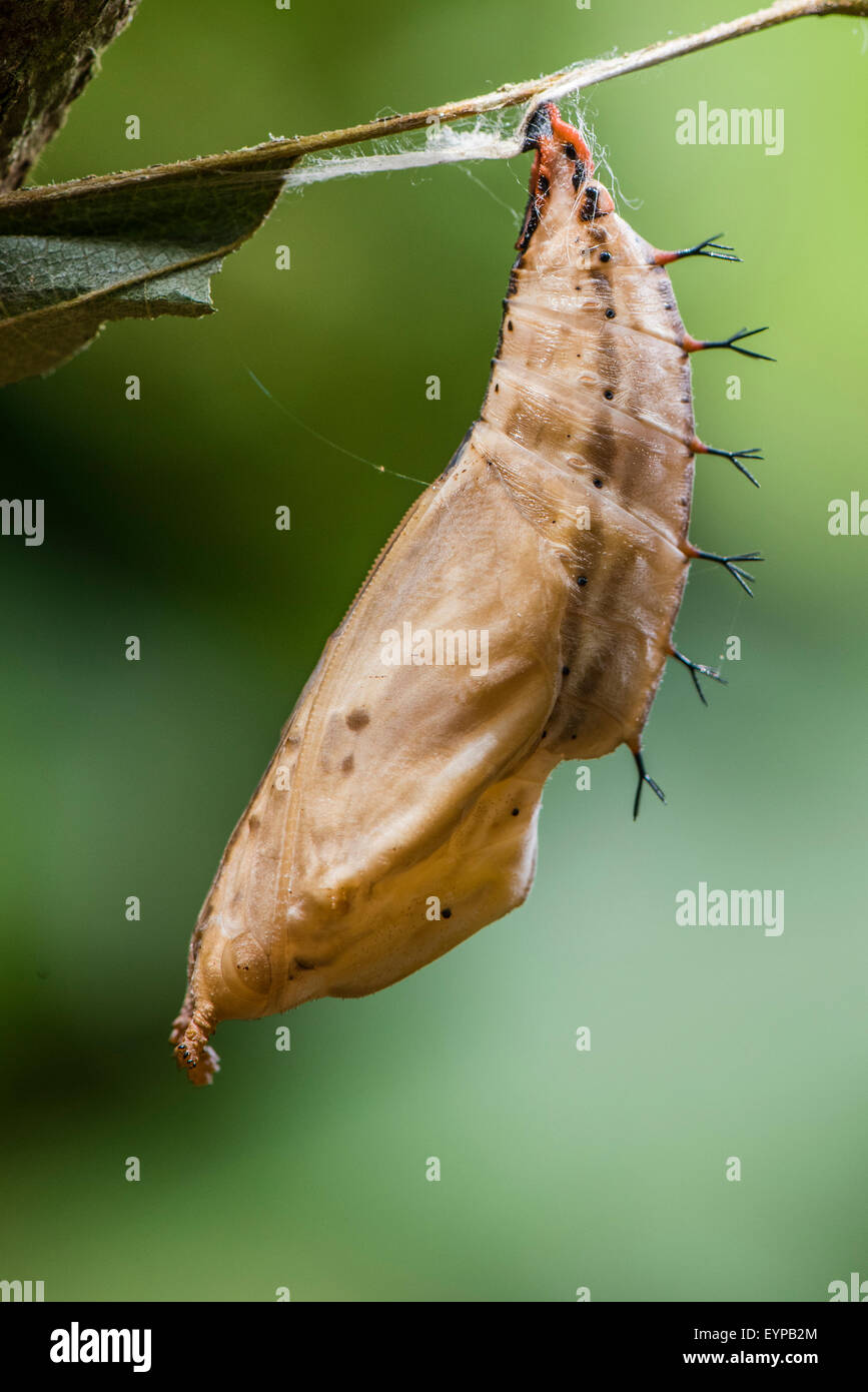 Une nymphe de l'Dashwing butterfly Banque D'Images