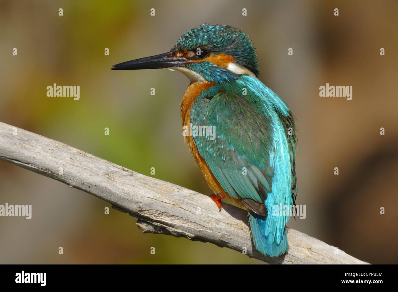 Kingfisher Alcedo atthis - Guarda - Rios - bird Banque D'Images